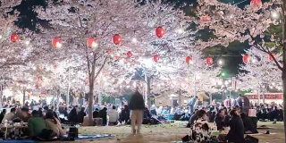 4k:人们在仙台公园里欣赏樱花