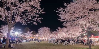 4k:人们在仙台公园里欣赏樱花