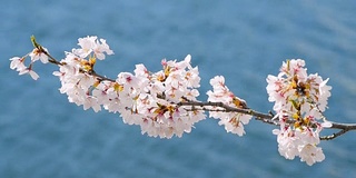 日本川口湖上美丽的樱花和淡淡的水景