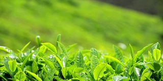 近距离观察绿茶的叶子