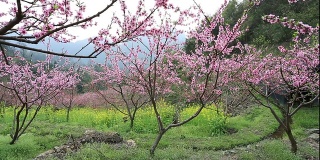 粉色花朵的树