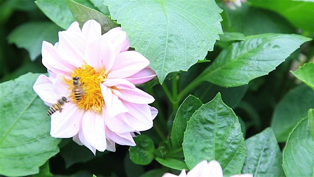 HD Panning:蜜蜂采集花粉。