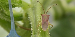 植物虫或玻眼虫