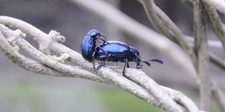 蓝乳草甲虫或紫乳草甲虫