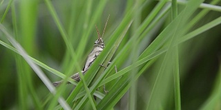 猎蝽或颈棘Sycanus collois