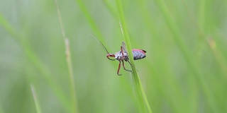 猎蝽或颈棘Sycanus collois
