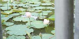 高清多莉:荷花在池塘浮在水里。