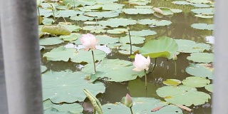 高清多莉:荷花在池塘浮在水里。