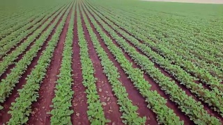 大豆植物的天线视频素材模板下载