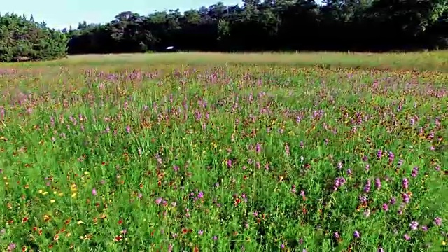Brushy Creek Lake Park Wild Flowers Pan Shot Texas Wild Flowers用4K拍摄
