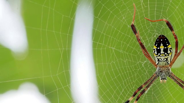 黄黑蜘蛛在她的蜘蛛网- Argiope bruennichi