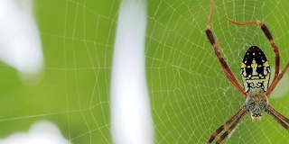 黄黑蜘蛛在她的蜘蛛网- Argiope bruennichi