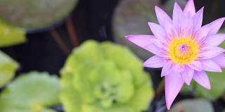 高清多莉:紫色睡莲在池塘。