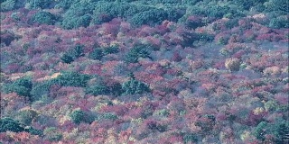 秋天的颜色附近的康科德-鸟瞰图-马萨诸塞州，米德尔塞克斯县，美国