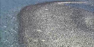飞过数以千计的鸟-鸟瞰图-北卡罗莱纳，卡特里特县，美国