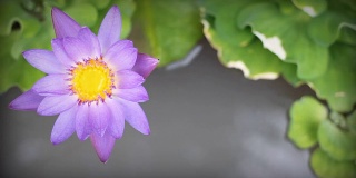 高清多莉:紫色睡莲在池塘。