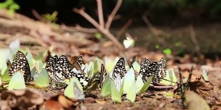 高清平移:成群的蝴蝶在地上