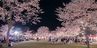 4k:人们在欣赏发光的樱花