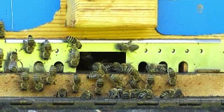 蜂箱里的蜜蜂特写(可循环)