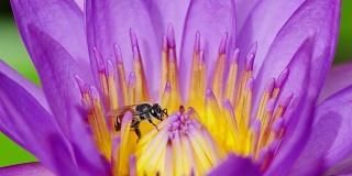 蜜蜂在粉莲花的花粉中进食。