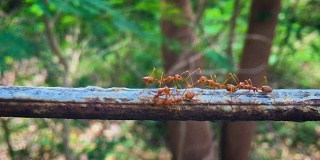 红蚂蚁的慢动作