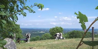 瑞典农场里的奶牛。