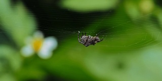 跳蜘蛛和蜘蛛网