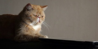 4K:可爱的猫咪玩数码平板电脑