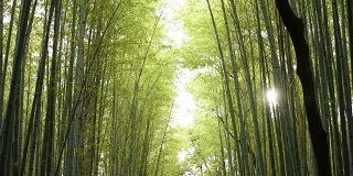 低角度的竹林全景
