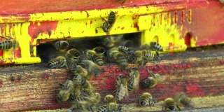 蜂箱里的蜜蜂特写