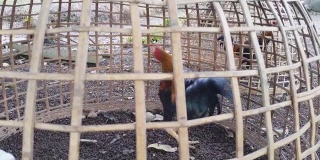 笼子里的公鸡。