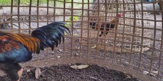 笼子里的公鸡。