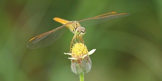 蜻蜓站在一朵花上