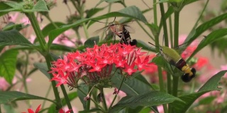 蜂鸟雕蛾正在吃一朵红花。