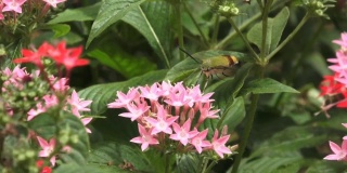蜂鸟雕蛾正在吃粉红色的花。