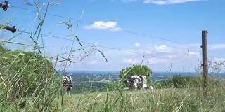 瑞典草地上的奶牛。