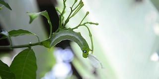 nerii Daphnis warm吃花
