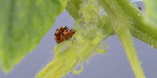 Leaf-feeding瓢虫