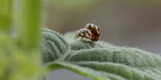 Leaf-feeding瓢虫