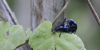 蓝乳草甲虫或紫乳草甲虫
