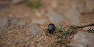 大自然中的甲虫