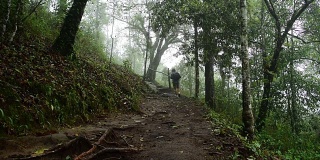 一名徒步旅行者正在热带雨林中行走