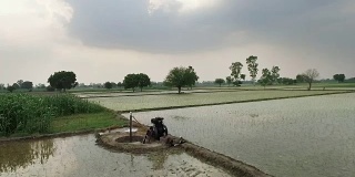 流经稻田的水渠