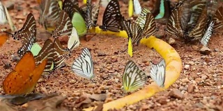 许多种类的蝴蝶在湿地上吃盐，泰国keng kachan国家公园:自然视频