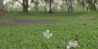 模糊的人骑着自行车，前景白花在绿色草地上的公园。