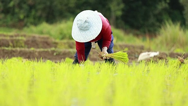 农民在稻田里种植水稻，慢镜头