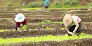 农民在稻田里种植水稻，慢镜头