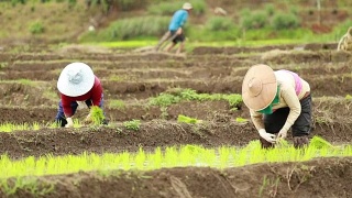 农民在稻田里种植水稻，慢镜头视频素材模板下载