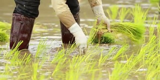 农民在稻田里种植水稻，慢镜头