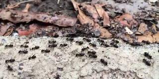 蚂蚁交通